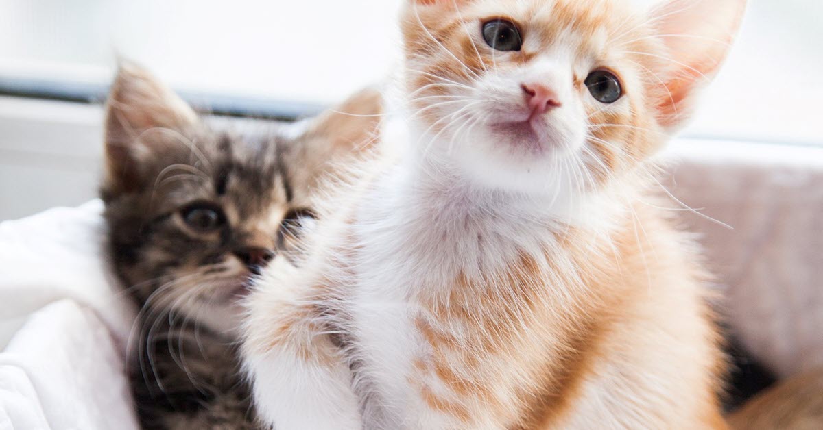 Kittens
